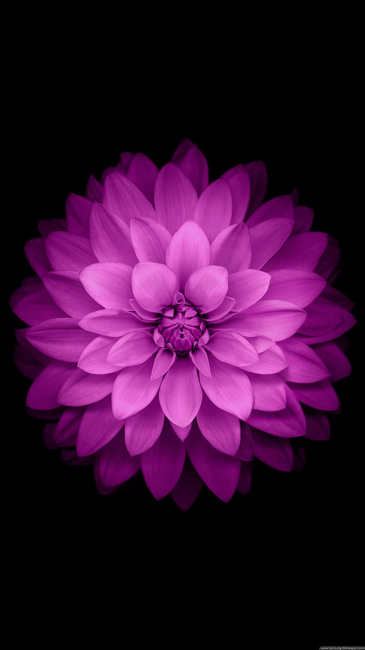 fiore rosa petalo, fiore viola, sfondo nero, Sfondo HD, sfondo telefono