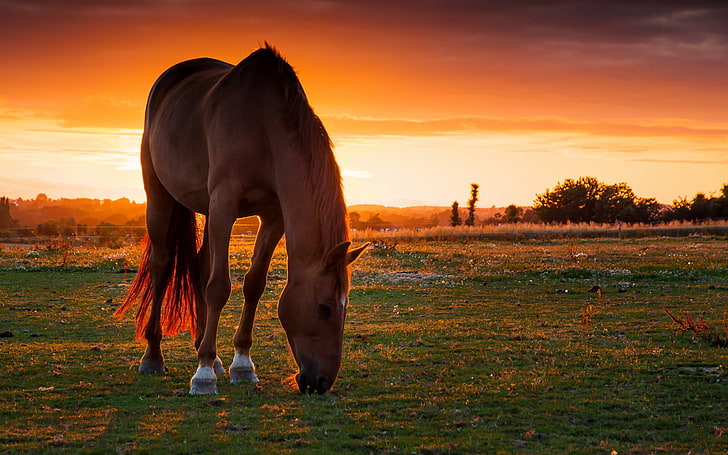 Horse field pasture sunset-Grassland animal HD Wal.., HD wallpaper