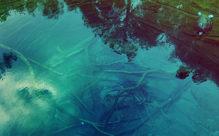 cuerpo de agua, fondo, ramas, agua, transparente, tortuga, Fondo de pantalla HD