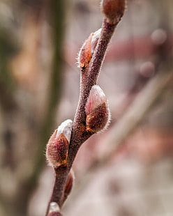 Frühling, Wachstum, Herbarium, HD-Hintergrundbild HD wallpaper