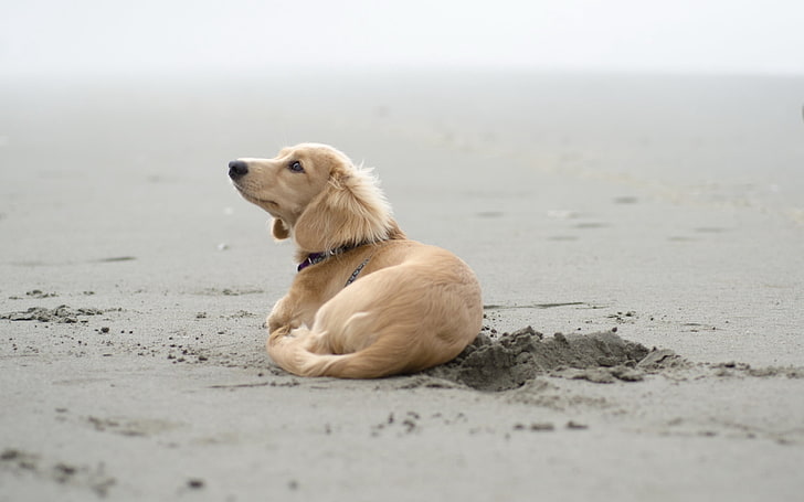 кремовый золотистый ретривер щенок, собака, песок, лежа, пляж, следы, HD обои