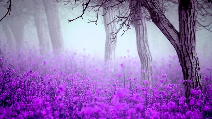 flowery, forest, misty, wild flowers, springtime, spring, fog, foggy, HD wallpaper