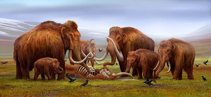 骨、芸術、象、骸骨、死体、さようなら、カラス、マンモス、マンモス、牙、カブス、Древниеживотные、 HDデスクトップの壁紙