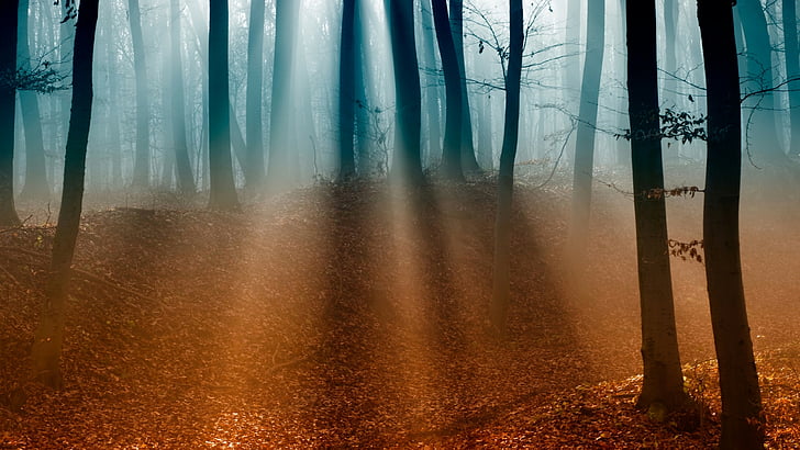 feuilles séchées sur le sol dans la forêt, forêt, 4k, papier peint 5k, arbres, lumière du soleil, brouillard, automne, Fond d'écran HD