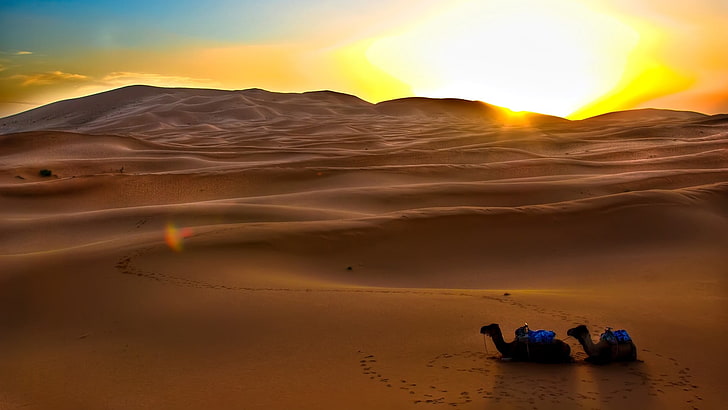 два верблюда, верблюды, солнце, пустыня, песок, закат, вечер, следы, HD обои