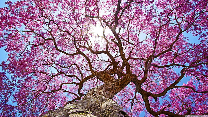 nature, oak trees, clear sky, HD wallpaper