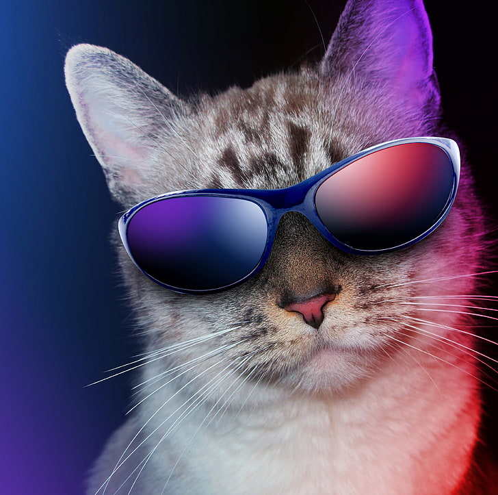 Cool Cat, occhiali da sole blu con montature blu, Funny, Cats, Cool, occhiali da sole, Sfondo HD