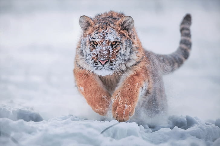 Kucing, Harimau, Hewan, Bayi Hewan, Berlari, Harimau Siberia, Salju, Musim Dingin, Wallpaper HD