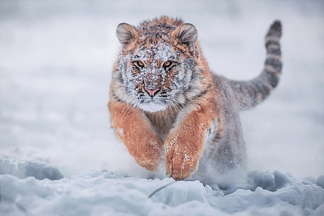 Katzen, Tiger, Tier, Tierbaby, Laufen, Sibirischer Tiger, Schnee, Winter, HD-Hintergrundbild HD wallpaper