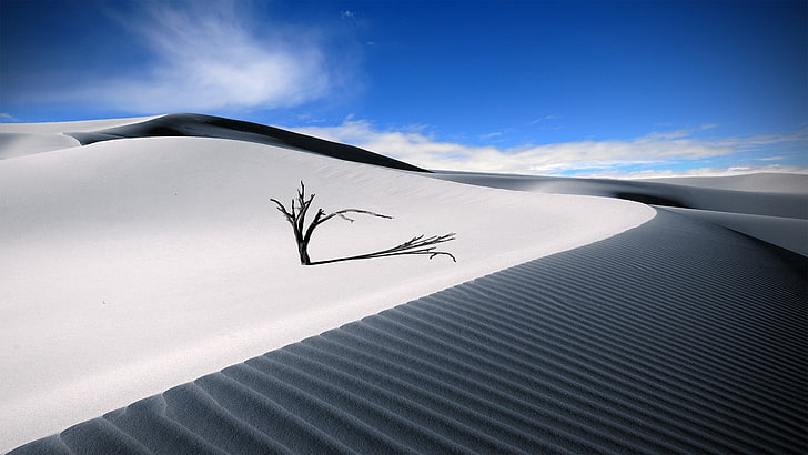 nature, desert, sky, dune, shadow, sand, dead trees, sunlight, trees, landscape, HD wallpaper