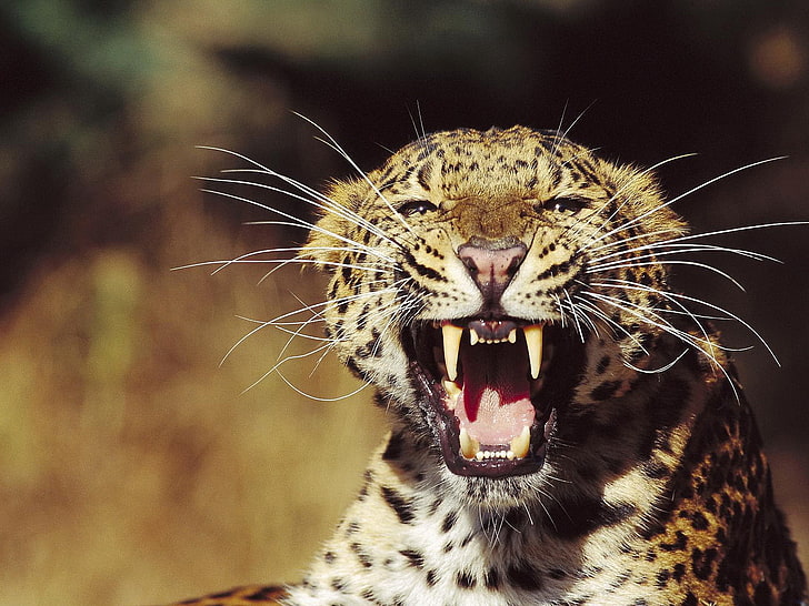 léopard des animaux, regarder, visage, léopard, sourire, la menace, faisceau de moustache, chat sauvage razyarenny, Fond d'écran HD