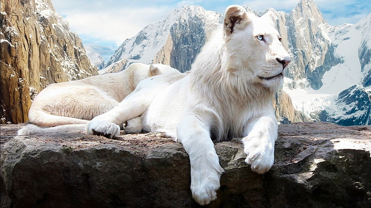 white lion, animals, lion, snow, mountains, HD wallpaper