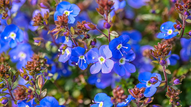 flores, flores azuis, azul, plantas, HD papel de parede