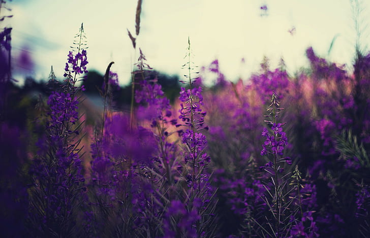 plants, lavender, flowers, purple flowers, depth of field, nature, HD wallpaper