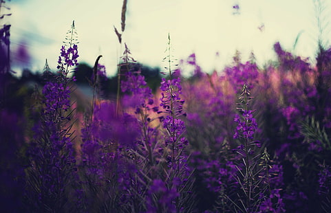 растения, лавандула, цветя, лилави цветя, дълбочина на полето, природа, HD тапет HD wallpaper
