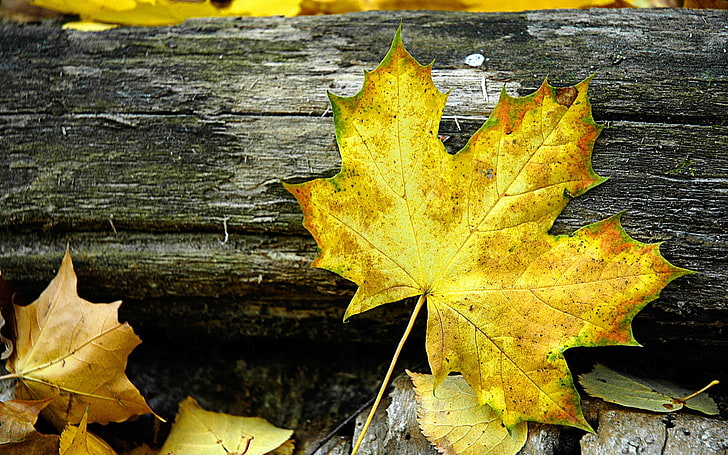 желтый кленовый лист, лист, клен, осень, бревно, желтый, серый, HD обои