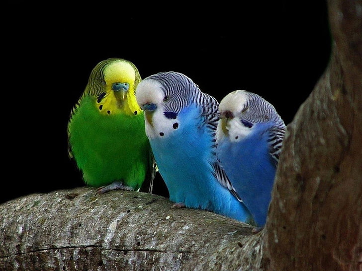 animals, birds, Budgerigar, Parakeets, HD wallpaper