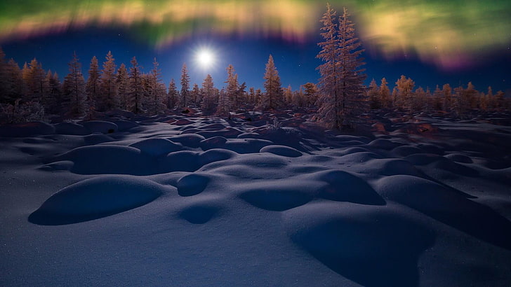 foresta, chiaro di luna, luci notturne, paesaggio, cielo notturno, aurora boreale, notte, fenomeno, abete rosso, natura, albero, aurora boreale, aurora, cielo, congelamento, neve, inverno, Sfondo HD