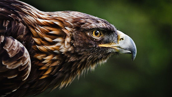 golden eagle, eagle, bird, fauna, flying, birds of prey, close up, wildlife, feather, HD wallpaper HD wallpaper