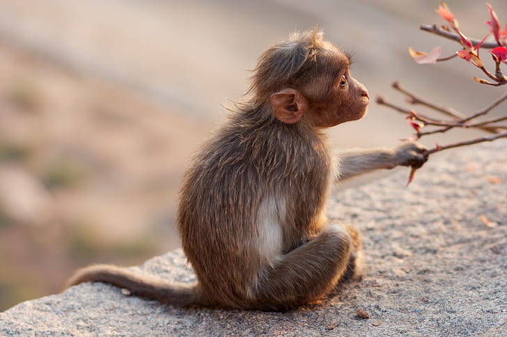 brown monkey sitting on gray concrete block, brown, monkey, gray, concrete block, Reisen, Indien, Karnataka, Hampi, animal, primate, mammal, wildlife, macaque, nature, asia, cute, animals In The Wild, ape, HD wallpaper