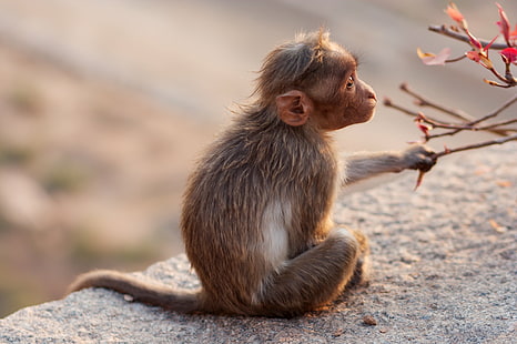 brown monkey sitting on gray concrete block, brown, monkey, gray, concrete block, Reisen, Indien, Karnataka, Hampi, animal, primate, mammal, wildlife, macaque, nature, asia, cute, animals In The Wild, ape, HD wallpaper HD wallpaper