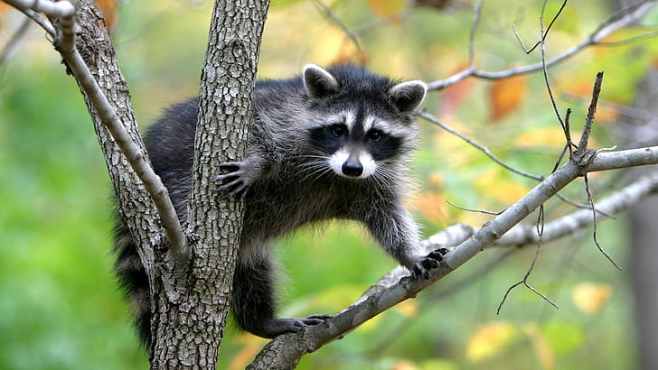 Raccoon climb tree, black and gray raccoon, Raccoon, Climb, Tree, HD wallpaper