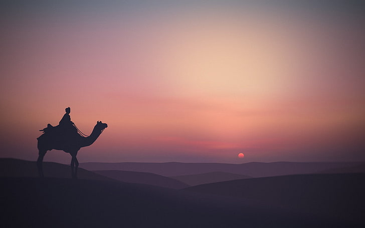 silhueta de camelo no deserto, animais, paisagem, silhueta, sol, horizonte, HD papel de parede