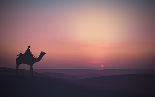 silhouette de chameau dans le désert, animaux, paysage, silhouette, soleil, horizon, Fond d'écran HD HD wallpaper