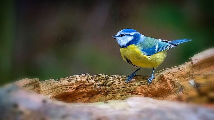 blue and yellow bird in cage, birds, titmouse, HD wallpaper