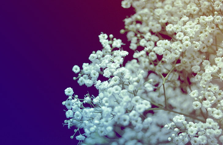 fiori bianchi respiro del bambino, colore, macro, fiori, blu, mazzo di fiori, bianco, Sfondo HD
