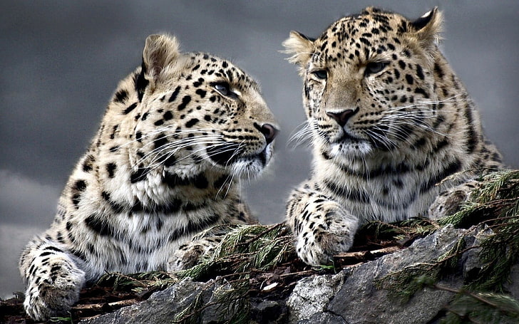два леопарда, животни, леопард (животно), HD тапет