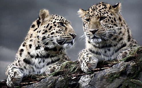 iki leopar, hayvanlar, leopar (hayvan), HD masaüstü duvar kağıdı HD wallpaper