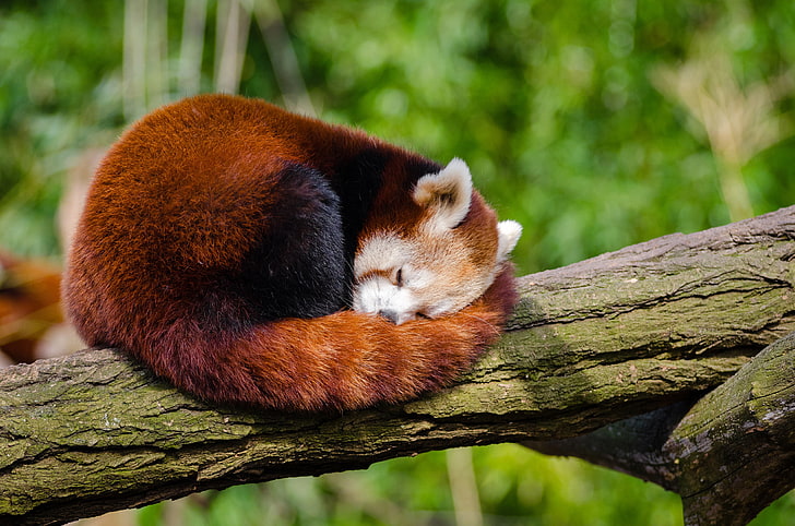 Red panda, 4K, HD wallpaper