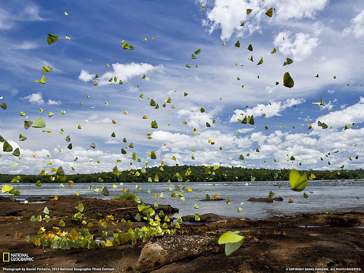 En fladdring längs Iguazu-2013 National Geographi .., gröna blad, HD tapet