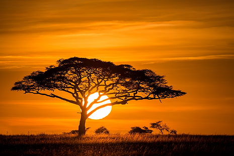 ภาพเงาของต้นไม้ดวงอาทิตย์พระอาทิตย์ตกต้นไม้ทุ่งหญ้าสะวันนา, วอลล์เปเปอร์ HD HD wallpaper