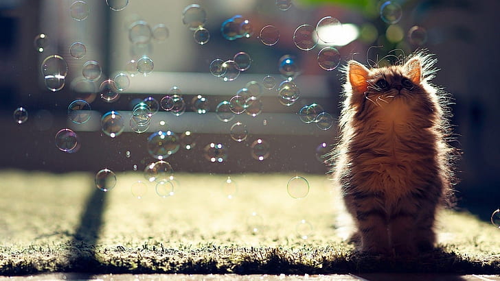 кот, усы, солнечный свет, морда, котенок, пузыри, HD обои