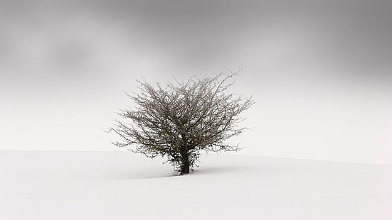 braun kahler Baum, Natur, Landschaft, Minimalismus, Bäume, einfach, Winter, Schnee, Nebel, Zweig, verschwommen, weiß, grau, bedeckt, Feld, HD-Hintergrundbild HD wallpaper