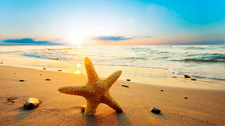 starfish, beach, dawn, summer, sand, sandy beach, wave, shore, sea, seashore, sky, summertime, morning, sunrise, HD wallpaper