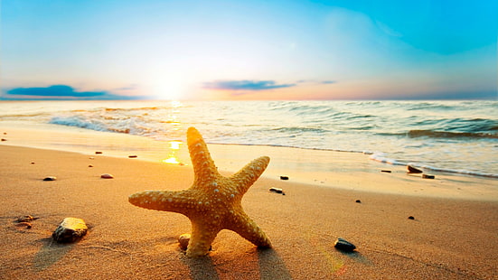 étoile de mer, plage, aube, été, sable, plage de sable, vague, rive, mer, bord de mer, ciel, heure d'été, matin, lever du soleil, Fond d'écran HD HD wallpaper