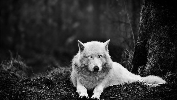 сив вълк, вълк, животни, монохромен, HD тапет