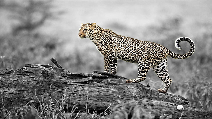 black and white leopard print textile, selective coloring, animals, HD wallpaper