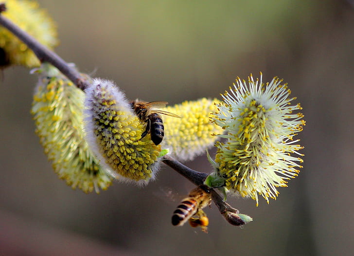 Salgueiro brota abelhas, natureza, primavera, ramos, salgueiro brota, pólen, abelhas, HD papel de parede