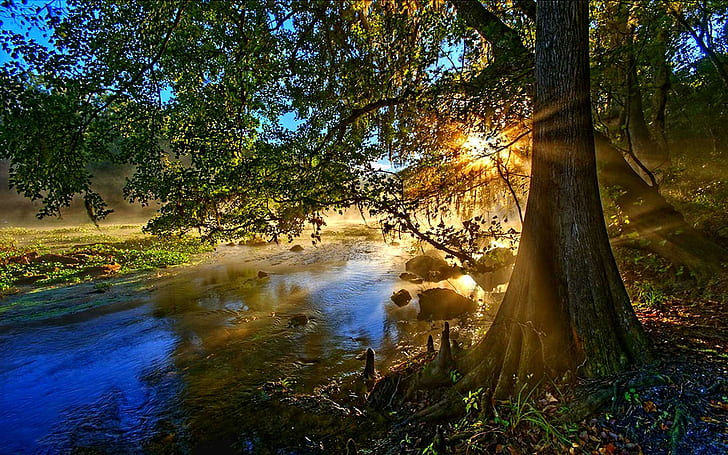 Enfin, arbre à côté du ruisseau avec des rayons de soleil, peinture, arbres, forêt, lac, nature, lumière, beauté, 3d et abstrait, Fond d'écran HD