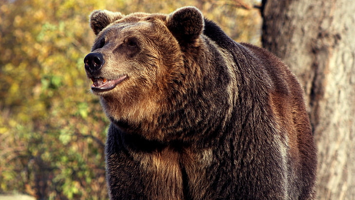 very friendly bear picture, HD wallpaper