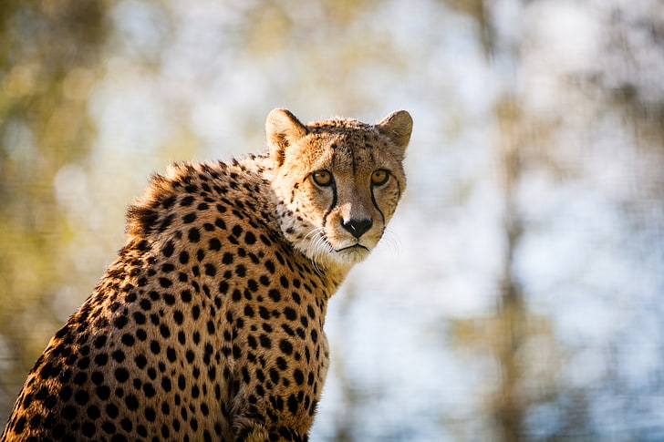 Stor katt, Cheetah, 4K, HD tapet