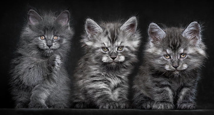 three tabby kittens, cats, Kittens, fluffy, grey, Trinity, Maine coons, HD wallpaper