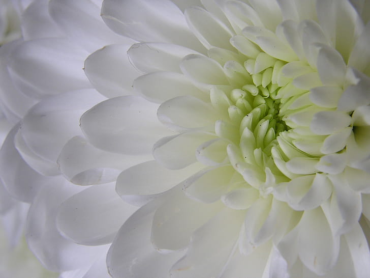 bunga putih petaled, Bunga Putih, bunga bunga, makro, olympus, alam, tanaman, close-up, daun bunga, latar belakang, bunga, kepala bunga, Wallpaper HD