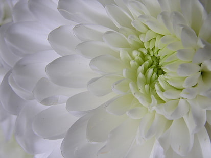 белый цветок с лепестками, белый цветок, цветок цветок, макро, олимп, природа, растение, крупный план, лепесток, фоны, цветок, цветок Голова, HD обои HD wallpaper