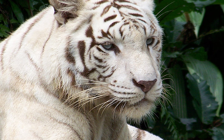 beige tiger, tiger, albino, face, striped, HD wallpaper