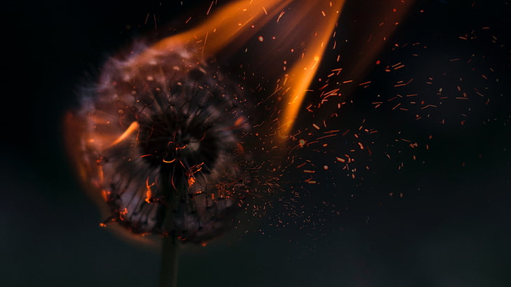 Dandelion on fire, fire, dandelion, fantasy, orange, black, creative, HD wallpaper